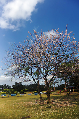 포토 JPG 해외이미지 나무 식물 공원 꽃 백그라운드 자연 하늘 사람없음 초록색 환경 정원 해외202004 해외포토 공공시설 컬러 생태계 파일형식 이미지허브