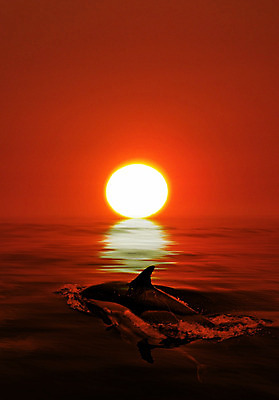 포토 JPG 해외이미지 동물 행복 아들 야생동물 바다 포유류 놀이 하늘 생물 사람없음 초록색 물 파란색 반사 점프 수영 힘 기쁨 광선 게임 시간 떨어짐 돌고래 쇼 태평양 수영선수 대야 지능 해외202004 해외포토 자연요소 감정 컬러 컨셉 가족 모션 운동선수 수중동물 수상스포츠 파일형식 이미지허브