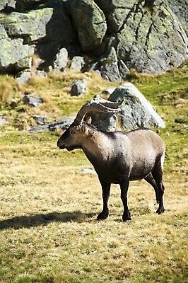 포토 JPG 해외이미지 동물 유럽 야생동물 자연 염소 산 뿔 풍경 사람없음 야외 자유 스페인 해외202004 해외포토 나라 컨셉 포유류 생태계 파일형식 이미지허브