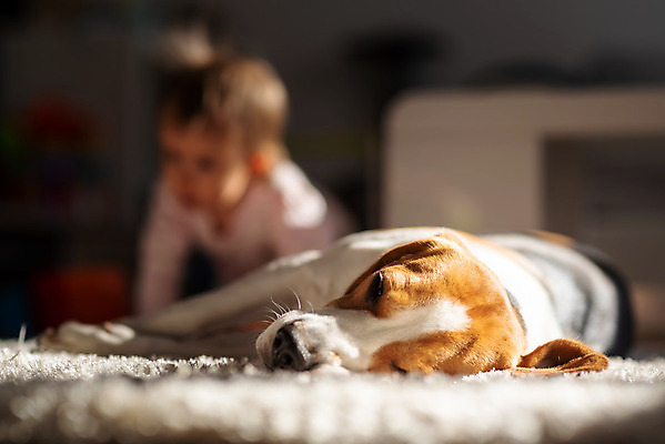 포토 JPG 해외이미지 동물 행복 어린이 포유류 휴식 바닥 아파트 주택 실내 따뜻함 사람없음 내부 반려동물 갈색 카펫 방 침대 아기 잠 휴게실 유머 개 코 사냥개 비글 주둥이 송곳니 거짓말 유래 안락 해외202004 해외포토 감정 컬러 가구 컨셉 사람 건물 신체부위 치아 파일형식 이미지허브