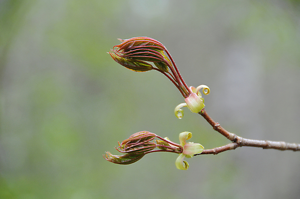 포토 JPG 해외이미지 식물 꽃 컨셉 자연 사람없음 가로 빨간색 초록색 컬러풀 봄 성장 큼 허브 디지털합성 진행 고립 정물화 해외202004 해외포토 계절 컬러 크기 그림 생태계 파일형식 이미지허브