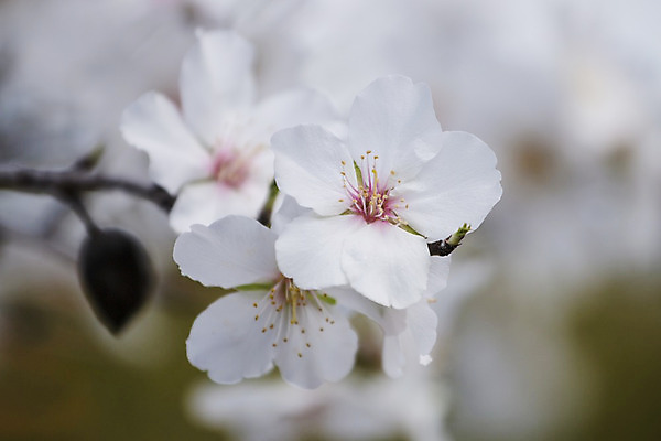 포토 JPG 해외이미지 나무 구름 계절 꽃 유럽 분홍색 겨울 밭 농업 과일 자연 사람없음 초록색 파란색 농장 계곡 벚꽃 흰색 나뭇가지 개화 닫기 달콤 지중해 포르투갈 지역 아몬드 2월 해외202004 해외포토 자연요소 식물 나라 산업 바다 컬러 모션 견과류 날짜 맛 생태계 파일형식 이미지허브