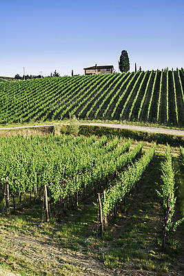 포토 JPG 해외이미지 나무 식물 유럽 도로 여행 밭 농업 자연 하늘 포도 주택 풍경 사람없음 야외 초록색 여름 태양 농장 농경지 와인 일몰 봄 이탈리아 수확 성장 가을 시골 빌라 언덕 포도밭 장면 포도나무 밭일 양조장 토스카나 수평선 해외202004 해외포토 자연요소 계절 나라 산업 길 컬러 과일 교통시설 주류 건물 노을 과일나무 생태계 파일형식 이미지허브