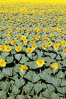 포토 JPG 해외이미지 잎 꽃밭 해바라기 사람없음 노란색 분위기 해외202004 해외포토 식물 꽃 컬러 컨셉 파일형식 이미지허브