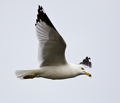 포토 JPG 해외이미지 백그라운드 캐나다 날개 갈매기 조류 하늘 사람없음 노란색 검은색 놀람 회색 흰색 자신감 닫기 그림 고립 쉬운 해외202004 해외포토 동물 감정 컬러 북아메리카 모션 표정 파일형식 이미지허브