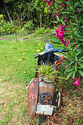 포토 JPG 해외이미지 나무 꽃 잎 교통시설 사람없음 야외 초록색 금속 정원 자전거 운전 스쿠터 오토바이 수확 바퀴 그리기 역사 클래식 버리기 부식 복고 타이어 먼지 모터 구식 그런지 옛날 철강 코르푸 스타일 해외202004 해외포토 식물 컬러 교통 컨셉 농업 모션 재질 바이크 그리스 시설 파일형식 이미지허브