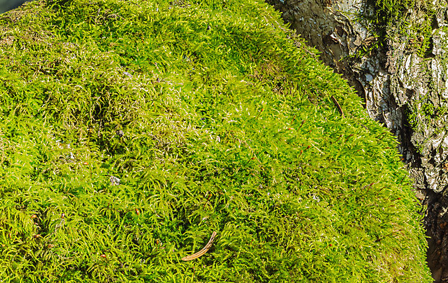 포토 JPG 해외이미지 나무 식물 자연 이끼 사람없음 야외 초록색 바위 해외202004 해외포토 컬러 돌_바위 생태계 파일형식 이미지허브