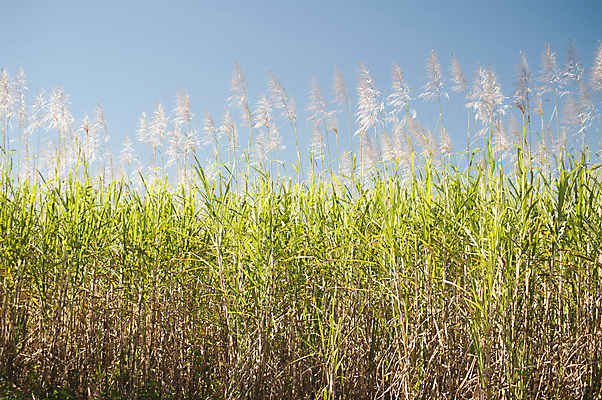 포토 JPG 해외이미지 식물 음식 밭 농업 자연 사람없음 농작물 농장 수확 성장 설탕 식용 사탕수수 해외202004 해외포토 산업 생태계 파일형식 이미지허브