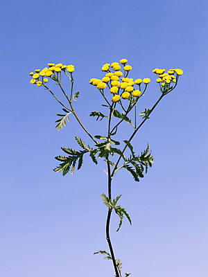 포토 JPG 해외이미지 식물 꽃잎 꽃 줄기 백그라운드 잎 꽃무늬 자연 하늘 사람없음 야외 초록색 파란색 빛 햇빛 약 노란색 맑음 활발 들꽃 성장 벚꽃 신선 약초 허브 싱글 꽃가루 조제 꽃수술 멀티 해외202004 해외포토 컬러 컨셉 무늬 의학 날씨 태양 풀_식물 가루 생태계 만들기 파일형식 이미지허브