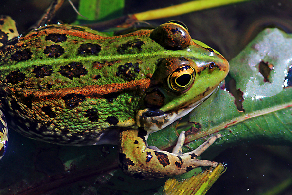 포토 JPG 해외이미지 나무 동물 야생동물 자연 생물 개구리 양서류 사람없음 야외 초록색 물 정원 점프 활발 젖음 연못 해외202004 해외포토 자연요소 식물 컬러 컨셉 모션 생태계 파일형식 이미지허브