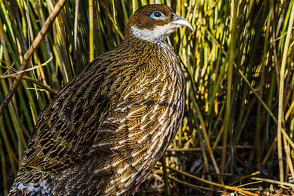 포토 JPG 해외이미지 동물 여자 아시아 얼굴 야생동물 자연 조류 동물원 동양인 경사 사람없음 반려동물 갈색 노란색 머리 환경 흰색 숲 인도인 깃털 목 슬로프 꿩 계산서 내추럴 이국적 평야 히말라야 해외202004 해외포토 외국인 나라 컬러 스키장 사람 인종 신체부위 생태계 파일형식 산맥 이미지허브