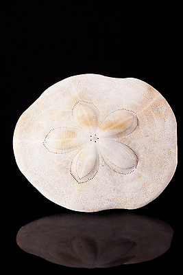 포토 JPG 해외이미지 모양 동물 모래 바다 백그라운드 자연 조개 골격 해변 사람없음 물 환경 수중 흰색 해산물 생태계 기념품 수족관 갑옷 내추럴 생태학 이국적 해외202004 해외포토 자연요소 교육 컬러 어패류 보호장비 오브젝트 파일형식 이미지허브