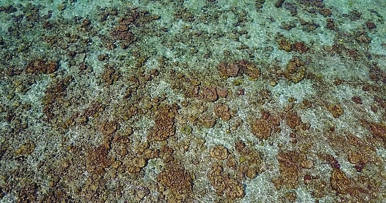 포토 JPG 해외이미지 모래 파도 바다 섬 자연 하늘 표면 추상 휴가 안테나 풍경 사람없음 물 여름 파란색 모래사장 맑음 흰색 모래언덕 질감 석호 몰디브 드론 터키석 파라다이스 해외202004 해외포토 자연요소 계절 아시아 컬러 무늬 통신 날씨 보석 언덕 생태계 파일형식 이미지허브