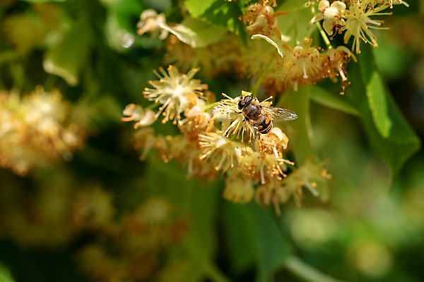 포토 JPG 해외이미지 식물 동물 1 꽃 야생동물 곤충 패턴 농업 절지류 날개 자연 사람없음 야외 여름 컬러풀 노란색 봄 줄무늬 닫기 벌레 먹이 수분 묘사 싱글 꽃가루 꿀 동물상 해외202004 해외포토 계절 산업 컬러 무늬 모션 조형물 가루 생태계 파일형식 이미지허브