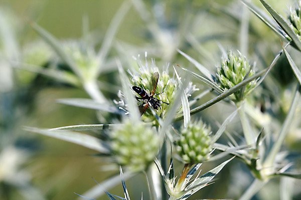 포토 JPG 해외이미지 식물 동물 1 계절 꽃잎 꽃 야생동물 곤충 백그라운드 잎 꽃무늬 날개 자연 사람없음 초록색 여름 노란색 검은색 줄무늬 벚꽃 말벌 작음 벌 묘사 싱글 찌르기 해외202004 해외포토 컬러 무늬 모션 벌_곤충 크기 생태계 파일형식 이미지허브