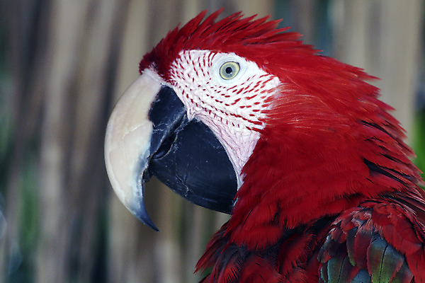 포토 JPG 해외이미지 동물 얼굴 날개 자연 조류 동물원 사람없음 빨간색 파란색 반려동물 컬러풀 머리 숲 깃털 부리 앵무새 진홍색 멸종 마카오 이국적 해외202004 해외포토 컬러 신체부위 생태계 파일형식 이미지허브