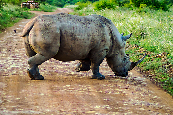 포토 JPG 해외이미지 동물 공원 야생동물 포유류 아프리카 자연 뿔 사람없음 야외 흰색 황무지 큼 사파리 멸종 케냐 코뿔소 남쪽 내추럴 동물상 사바나 전국 해외202004 해외포토 공공시설 나라 컬러 조형물 크기 방향 생태계 파일형식 이미지허브