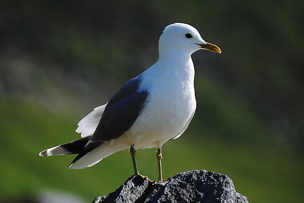 포토 JPG 해외이미지 갈매기 노르웨이 사람없음 만들기 해외202004 해외포토 유럽 모션 조류 파일형식 이미지허브