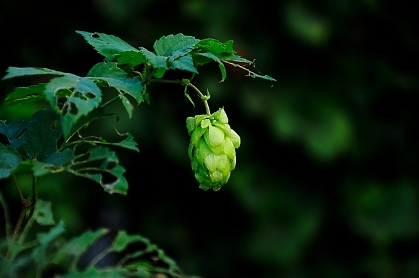 포토 JPG 해외이미지 주간 잎 사람없음 야외 아웃포커스 한개 해외202004 홉 해외포토 자연요소 식물 1 촬영기법 파일형식 이미지허브