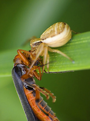 포토 JPG 해외이미지 곤충 자연 사람없음 초록색 거미줄 거미 사냥꾼 해외202004 해외포토 동물 직업 컬러 생태계 파일형식 이미지허브