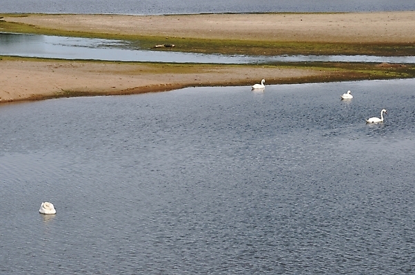 포토 JPG 해외이미지 조류 사람없음 야외 물 강 평화 분노 시골 백조 해외202004 해외포토 자연요소 동물 감정 컨셉 파일형식 이미지허브