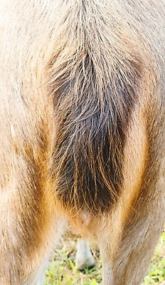 포토 JPG 해외이미지 나무 동물 응시 계절 야생동물 포유류 털 뿔 사람없음 목재 빨간색 갈색 환경 달러 코트 흰색 숲 큼 방목 바퀴자국 꼬리 사냥 귀 사냥꾼 조심 서식지 경보 고립 삼림지대 순록 아기사슴 암사슴 엘크 웅장함 해외202004 해외포토 식물 직업 시선 새끼 컬러 돈 재료 자국 사슴 신체부위 외투 축산업 크기 암컷 파일형식 이미지허브