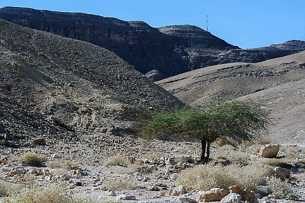 포토 JPG 해외이미지 나무 구름 모래 여행 자연 하늘 아침 산 건조 풍경 사람없음 야외 파란색 햇빛 일출 골짜기 성경 사막 바위 황무지 그늘 언덕 산등성이 동쪽 웅장함 유태교 이스라엘 해외202004 해외포토 주간 자연요소 식물 컬러 종교용품 태양 노을 방향 생태계 서아시아 파일형식 이미지허브