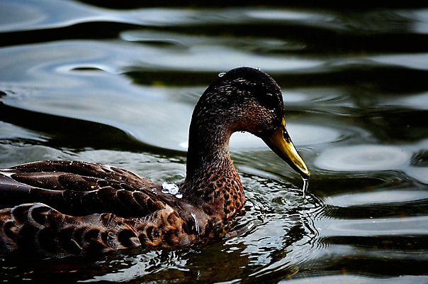 포토 JPG 해외이미지 응시 계절 남자 바다 잎 자연 조류 오리 노르웨이 앉기 풍경 사람없음 야외 옆모습 파란색 빛 햇빛 반사 갈색 맑음 수영 힘 침묵 꿈 가을 연못 원형 닫기 큼 시원함 북극 깃털 검색 만족 부리 장면 목 북쪽 느림 청둥오리 내추럴 무료 북극해 잔물결 진짜 몽환 해외202004 해외포토 도형 식물 동물 시선 감정 유럽 물결 뷰포인트 컬러 컨셉 모션 날씨 사람 신체부위 태양 소리 수상스포츠 크기 극지방 방향 생태계 파일형식 이미지허브