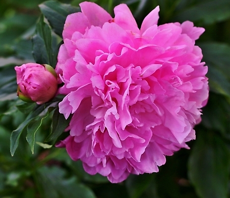 포토 JPG 해외이미지 식물 꽃잎 꽃 분홍색 잎 꽃무늬 자연 발렌타인데이 선물 사랑 사람없음 야외 초록색 장미 정원 보라색 봄 벚꽃 향 내추럴 작약 해외202004 해외포토 계절 감정 컬러 무늬 데이이벤트 생태계 파일형식 이미지허브