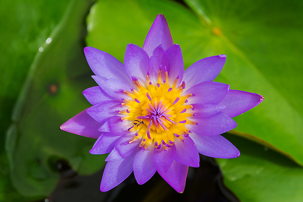 포토 JPG 해외이미지 식물 꽃잎 꽃 아시아 분홍색 백그라운드 잎 태국 자연 사람없음 초록색 물 컬러풀 노란색 정원 보라색 침묵 벚꽃 흰색 연못 개화 닫기 방콕 내추럴 이국적 해외202004 해외포토 자연요소 나라 컬러 모션 소리 생태계 파일형식 이미지허브