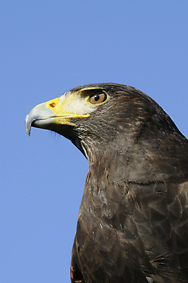 포토 JPG 해외이미지 장갑 조류 친절 사람없음 노란색 검은색 깃털 부리 육식동물 사냥꾼 경보 집게발 포식 힘찬 해외202004 해외포토 동물 직업 잡화 컬러 컨셉 파일형식 이미지허브