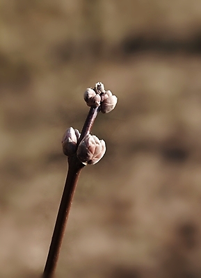포토 JPG 해외이미지 식물 계절 공원 자연 매달리기 사람없음 갈색 정원 봄 성장 신선 닫기 숲 묘사 내추럴 땅바닥 블러 해외202004 해외포토 공공시설 컬러 모션 바닥 생태계 파일형식 이미지허브