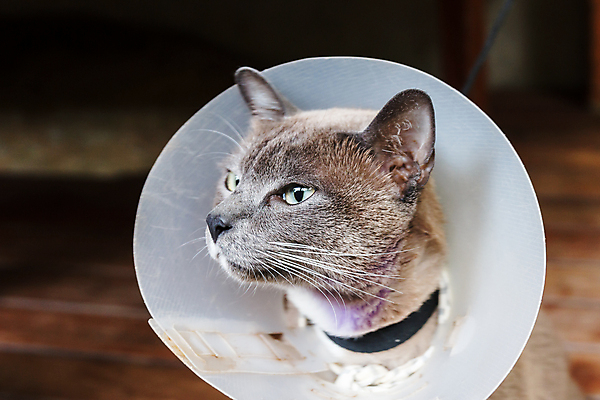 포토 JPG 해외이미지 동물 1 응시 포유류 털 건강 사람없음 반려동물 고양이 고통 회색 플라스틱 모피 목 원뿔 수의사 해외202004 해외포토 도형 시선 감정 컬러 재질 신체부위 의사 파일형식 이미지허브