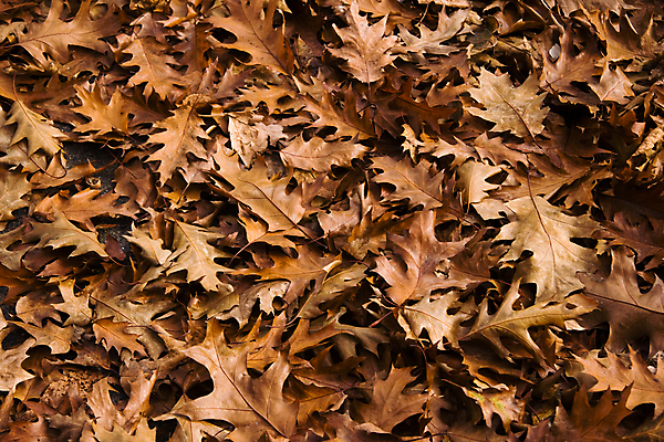 포토 JPG 해외이미지 계절 공원 음식 백그라운드 잎 자연 날씨 추상 사람없음 야외 장식 가로 초록색 갈색 정원 젖음 추위 가을 떨어짐 숲 11월 질감 10월 해외202004 해외포토 식물 공공시설 컬러 컨셉 무늬 날짜 생태계 파일형식 이미지허브
