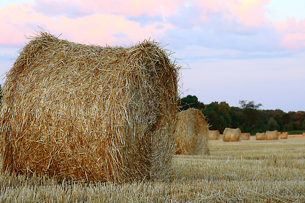 포토 JPG 해외이미지 나무 식물 계절 꽃 분홍색 백그라운드 꽃무늬 밭 농업 자연 하늘 건조 풍경 사람없음 야외 초록색 여름 파란색 빛 농작물 농장 노란색 정원 맑음 봄 수확 성장 벚꽃 시골 황금 볏짚 땅 밀 묘사 뭉치 밀짚 내추럴 밭일 해외202004 해외포토 산업 컬러 무늬 날씨 곡류 짚 생태계 파일형식 이미지허브