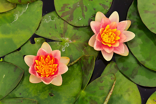 포토 JPG 해외이미지 식물 계절 공원 꽃잎 꽃 호수 분홍색 백그라운드 잎 꽃무늬 자연 휴식 사람없음 야외 초록색 물 반사 노란색 평화 환경 정원 보라색 벚꽃 흰색 연못 신용카드 개화 묘사 명상 내추럴 이국적 해외202004 해외포토 자연요소 공공시설 컬러 컨셉 무늬 금융 생태계 파일형식 이미지허브