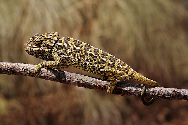 포토 JPG 해외이미지 동물 백그라운드 파충류 자연 사람없음 초록색 변화 덩굴 도마뱀 기어가기 카멜레온 해외202004 해외포토 식물 컬러 컨셉 모션 생태계 파일형식 이미지허브