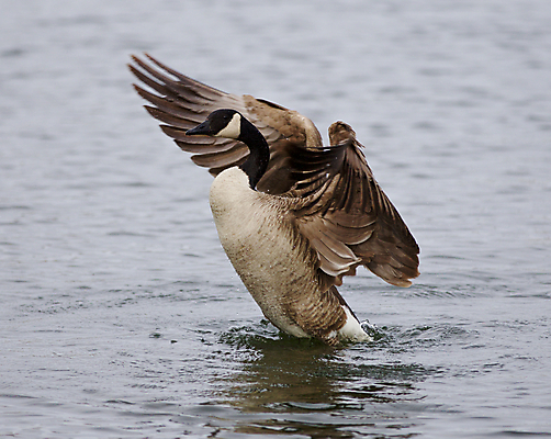 포토 JPG 해외이미지 호수 백그라운드 캐나다 사람없음 강 갈색 검은색 수영 놀람 회색 흰색 그림 거위 고립 해외202004 해외포토 감정 컬러 북아메리카 조류 표정 수상스포츠 파일형식 이미지허브
