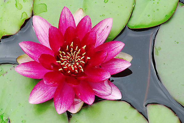 포토 JPG 해외이미지 식물 꽃잎 꽃 호수 선 줄기 분홍색 백그라운드 잎 꽃무늬 자연 사람없음 야외 초록색 물 빛 컬러풀 태양 노란색 평화 정원 보라색 벚꽃 연못 원형 개화 닫기 묘사 명상 내추럴 이국적 해외202004 해외포토 자연요소 도형 컬러 컨셉 무늬 모션 생태계 파일형식 이미지허브