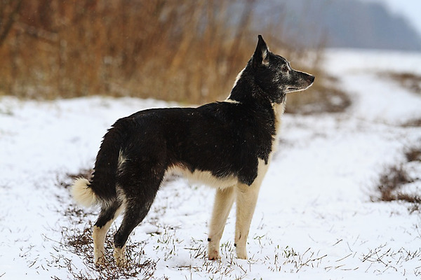 포토 JPG 해외이미지 나무 동물 1 응시 계절 여자 행복 밭 포유류 자연 털 사람없음 야외 목재 초록색 여름 반려동물 노란색 봄 회색 가을 흰색 개 강아지 사냥 북쪽 송곳니 기르기 러시아인 서쪽 시베리아 유래 해외202004 해외포토 서양인 식물 시선 감정 컬러 농업 재료 사람 치아 방향 생태계 돌봄 파일형식 이미지허브