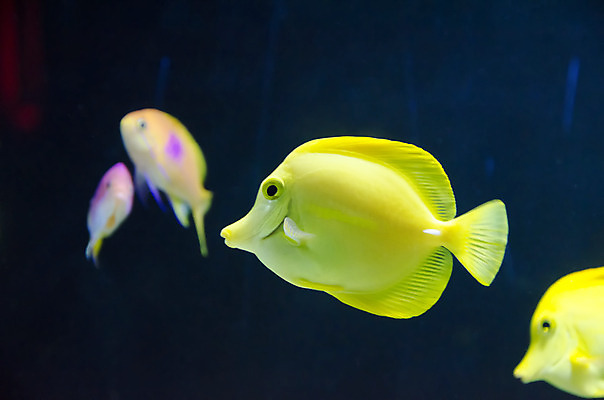 포토 JPG 해외이미지 동물 전통 디자인 옷 야생동물 바다 섬 백그라운드 패턴 바지 자연 표면 생물 어류 사람없음 장식 빨간색 초록색 물 파란색 컬러풀 노란색 유행 환경 수중 수영 어둠 방 의사 흰색 직물 도시 면 산호 남색 다이빙 질감 눈금 생물학 땀 탱크 캔버스 지느러미 암초 수족관 섬유 내추럴 고립 그런지 깊이 소금물 아네모네 옛날 스타일 해외202004 해외포토 자연요소 교육 꽃 컬러 무늬 하의 수중동물 의료진 수상스포츠 자포동물 생태계 수중스포츠 파일형식 이미지허브