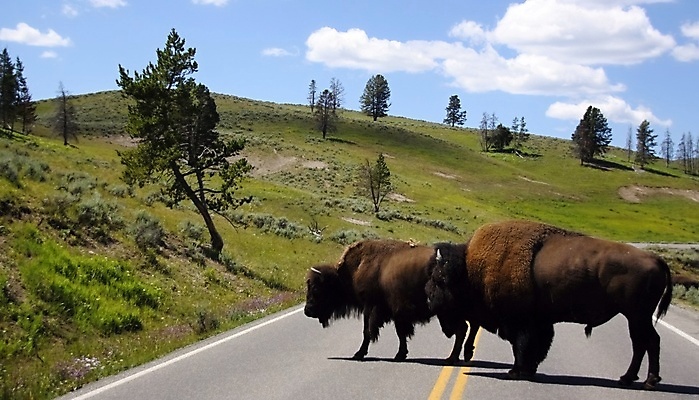 포토 JPG 해외이미지 동물 추상 사람없음 갈색 미국 소고기 큼 들소 해외202004 해외포토 컬러 북아메리카 무늬 육류 소 크기 파일형식 이미지허브