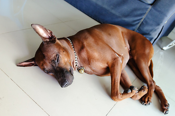 포토 JPG 해외이미지 동물 1 행복 아시아 얼굴 백그라운드 포유류 태국 자연 휴식 바닥 털 사람없음 반려동물 갈색 쌓기 검은색 흰색 잠 개 강아지 송곳니 거짓말 기르기 혼자 해외202004 해외포토 감정 나라 컬러 컨셉 모션 신체부위 치아 생태계 돌봄 파일형식 이미지허브