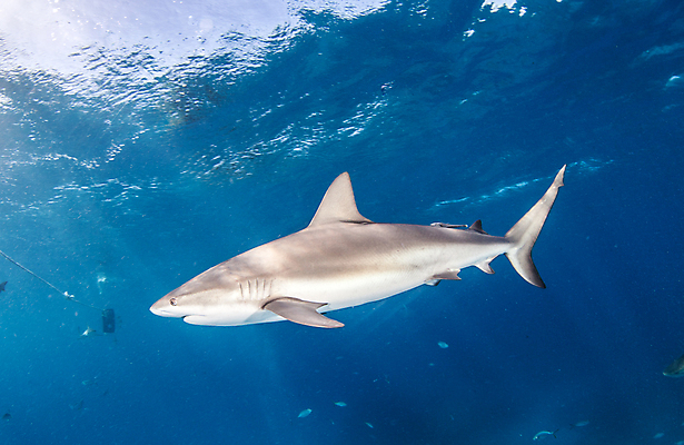 포토 JPG 해외이미지 동물 야생동물 스포츠 바다 여행 백그라운드 자연 어류 사람없음 야외 물 파란색 바닷속 수중 산호 위험 다이빙 육식동물 암초 깊이 바하마 해외202004 해외포토 자연요소 컬러 컨셉 수영 수중동물 자포동물 생태계 수중스포츠 파일형식 이미지허브