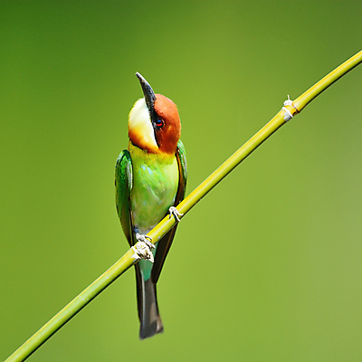 포토 JPG 해외이미지 동물 공원 아시아 야생동물 오렌지 태국 자연 조류 동양인 사람없음 야외 초록색 컬러풀 나뭇가지 벌 깃털 동물상 해외202004 해외포토 나무 공공시설 나라 컬러 곤충 과일 인종 조형물 생태계 파일형식 이미지허브