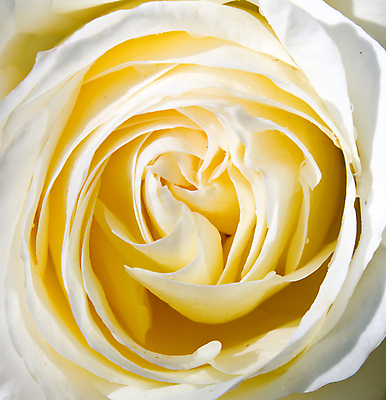 포토 JPG 해외이미지 꽃잎 꽃 자연 선물 사람없음 장미 흰색 개화 싱글 해외202004 해외포토 식물 컬러 생태계 파일형식 이미지허브