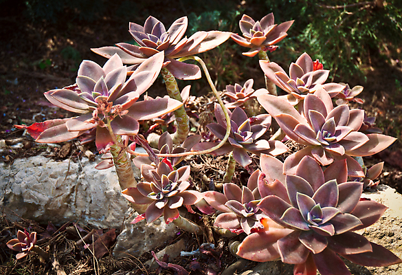 포토 JPG 해외이미지 식물 꽃잎 꽃 백그라운드 잎 패턴 자연 선인장 건조 사람없음 초록색 약 머리 활발 성장 가시 싱글 원예 질감 스파이크 알로에 해외202004 해외포토 컬러 컨셉 무늬 의학 취미 신체부위 생태계 파일형식 이미지허브