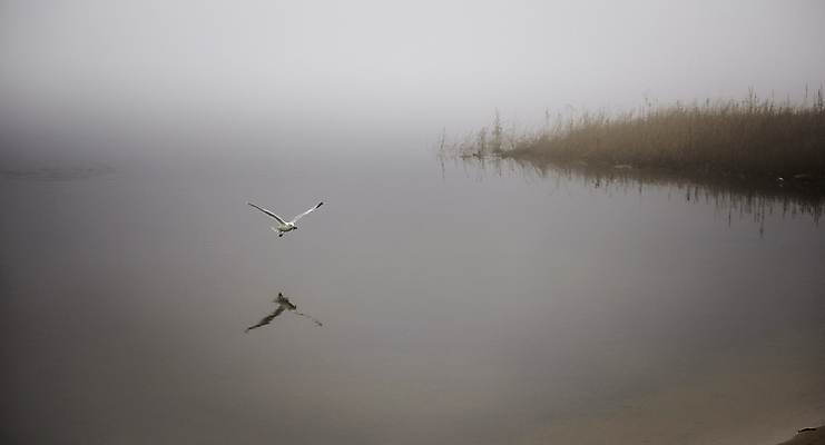 포토 JPG 해외이미지 동물 응시 야생동물 캐나다 날개 자연 갈매기 조류 아침 사람없음 야외 물 평화 수영 침묵 회색 젖음 촉촉함 추위 안개 가을 신선 황무지 우아함 먹이 가재 11월 먹기 깃털 속도 검색 사냥 내추럴 해외202004 해외포토 주간 자연요소 시선 계절 컬러 컨셉 북아메리카 모션 날씨 갑각류 소리 수상스포츠 날짜 생태계 파일형식 이미지허브