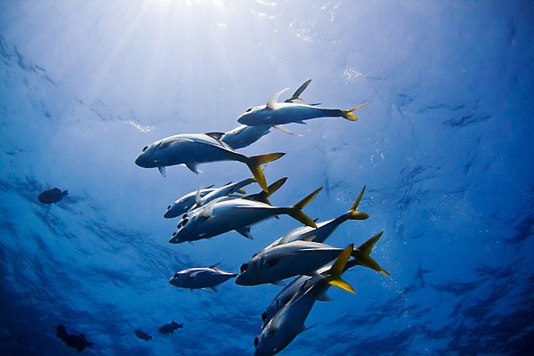 포토 JPG 해외이미지 동물 바다 여행 어류 사람없음 물 수중 중앙아메리카 다이빙 벨리즈 지느러미 암초 온두라스 해외202004 해외포토 자연요소 아메리카 수영 수중동물 수중스포츠 파일형식 이미지허브