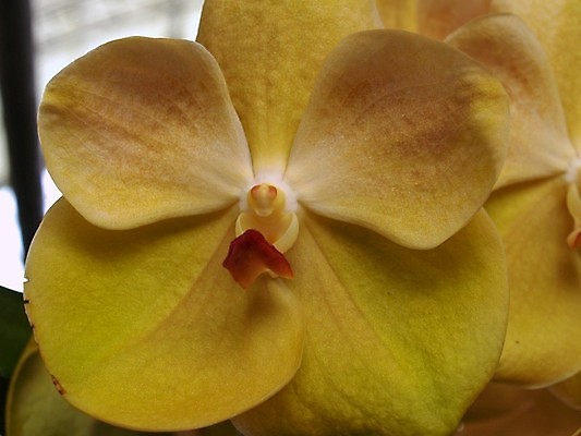 포토 JPG 해외이미지 식물 꽃 분홍색 자연 사람없음 빨간색 초록색 세트 컬러풀 노란색 활발 성장 벚꽃 흰색 신선 난초 변화 선택 수집 모음 내추럴 고립 해외202004 해외포토 컬러 컨셉 생태계 파일형식 이미지허브